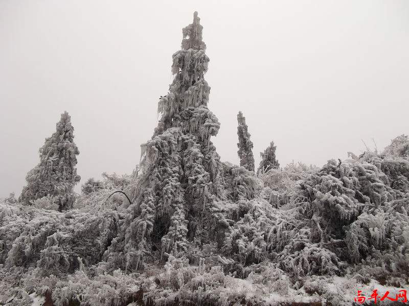 傲立雪中的松柏树
