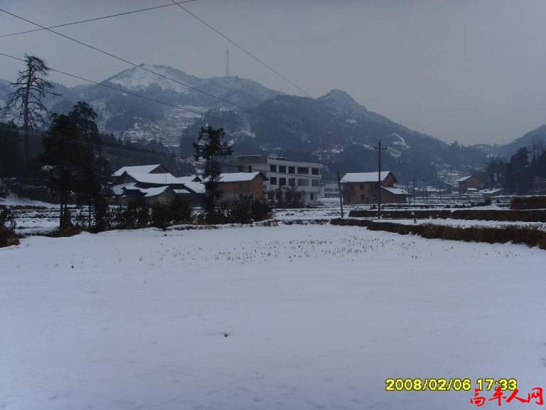 松树没了.JPG