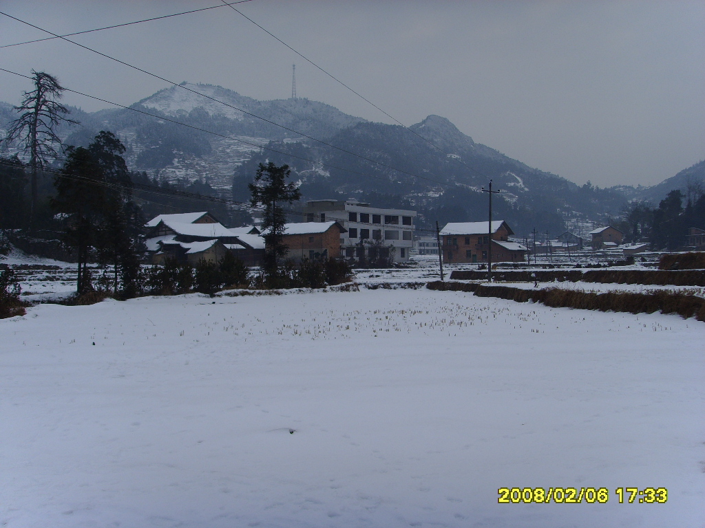 松树.jpg