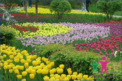 百花.jpg