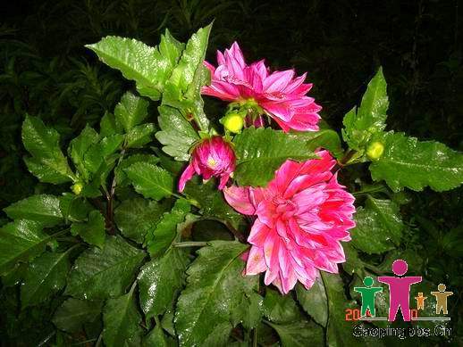 花 DSC00066.jpg