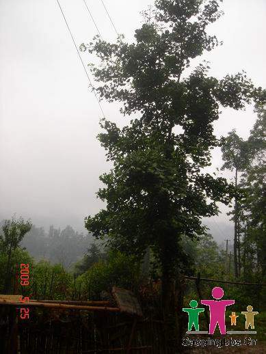 银杏树.jpg