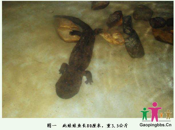 娃娃鱼.jpg