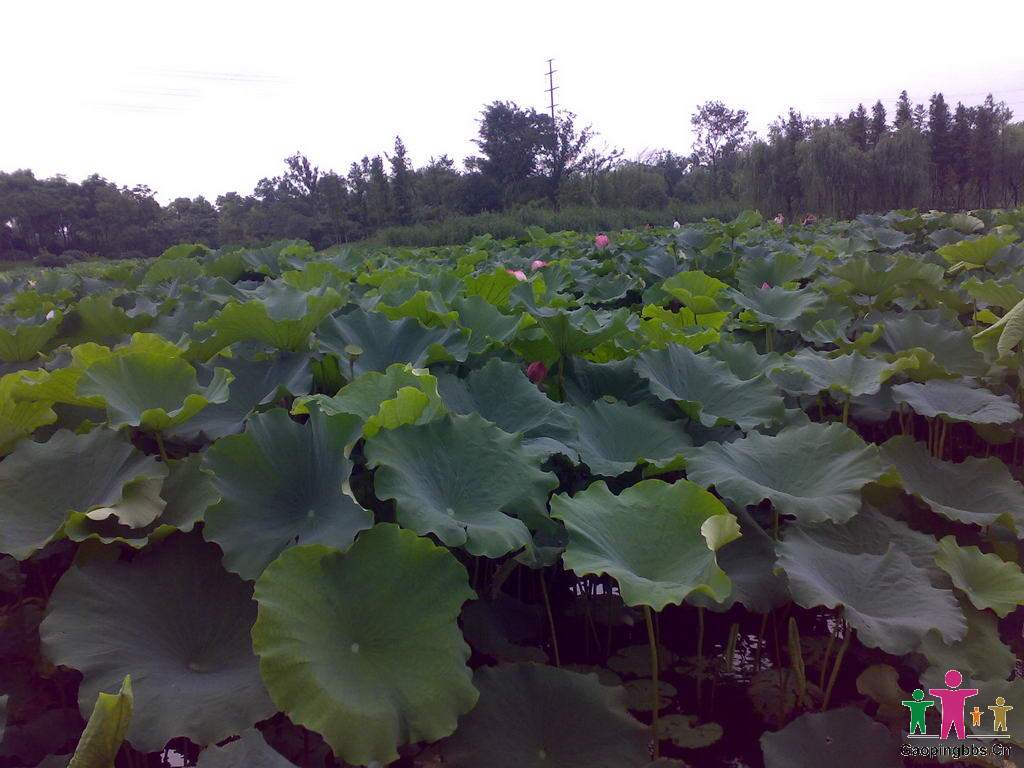 20090802020_缩小大小.jpg