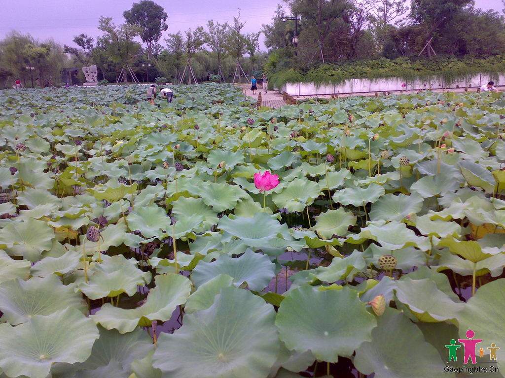 20090802025_缩小大小.jpg