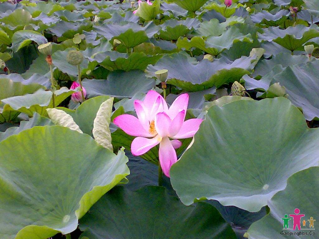 20090802027_缩小大小.jpg