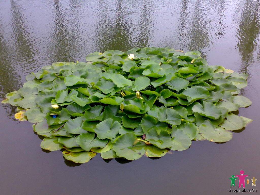 20090802031_缩小大小.jpg