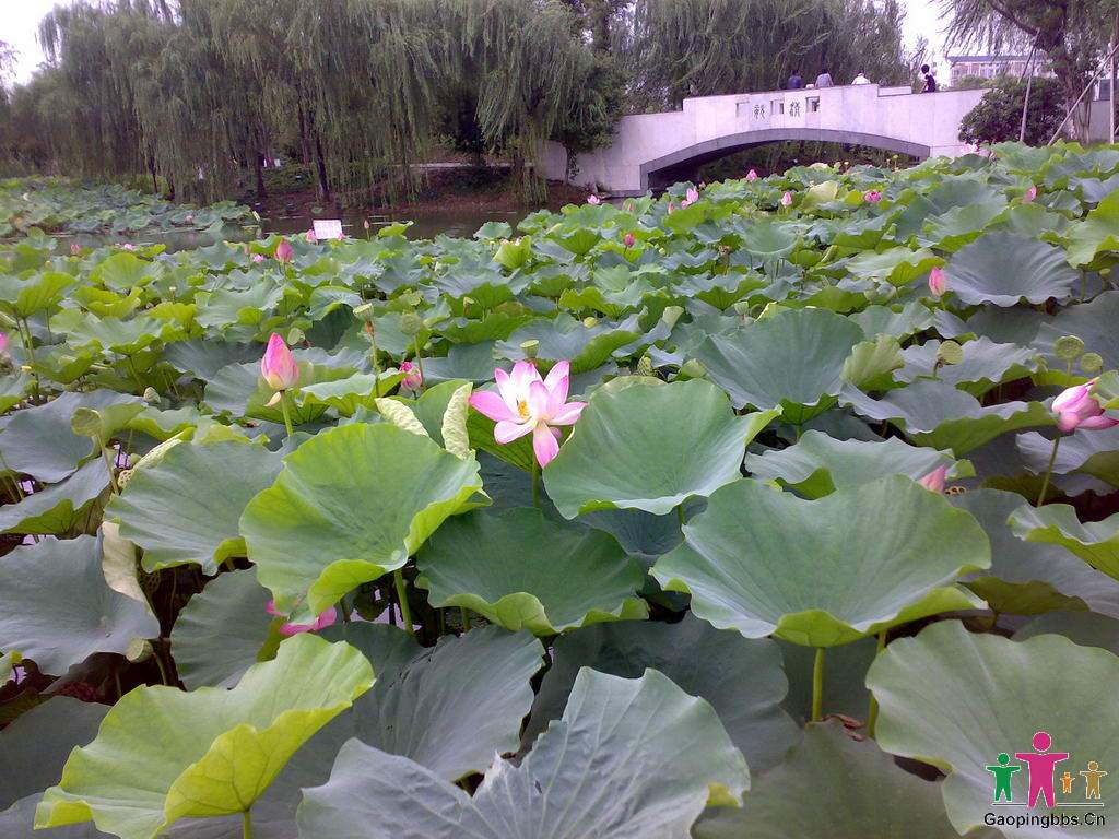 20090802028_缩小大小.jpg