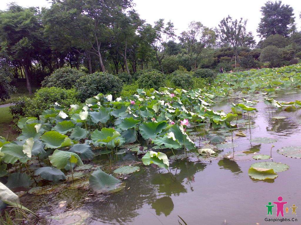 20090802034_缩小大小.jpg