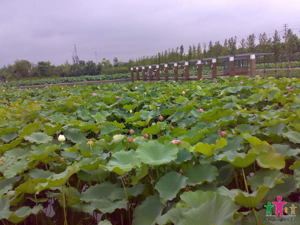 20090802036_缩小大小.jpg