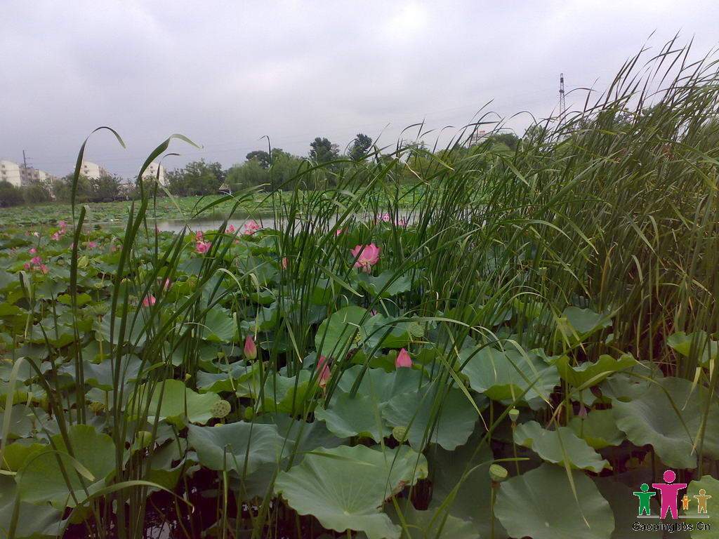 20090802037_缩小大小.jpg