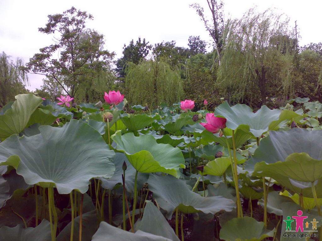 20090802044_缩小大小.jpg