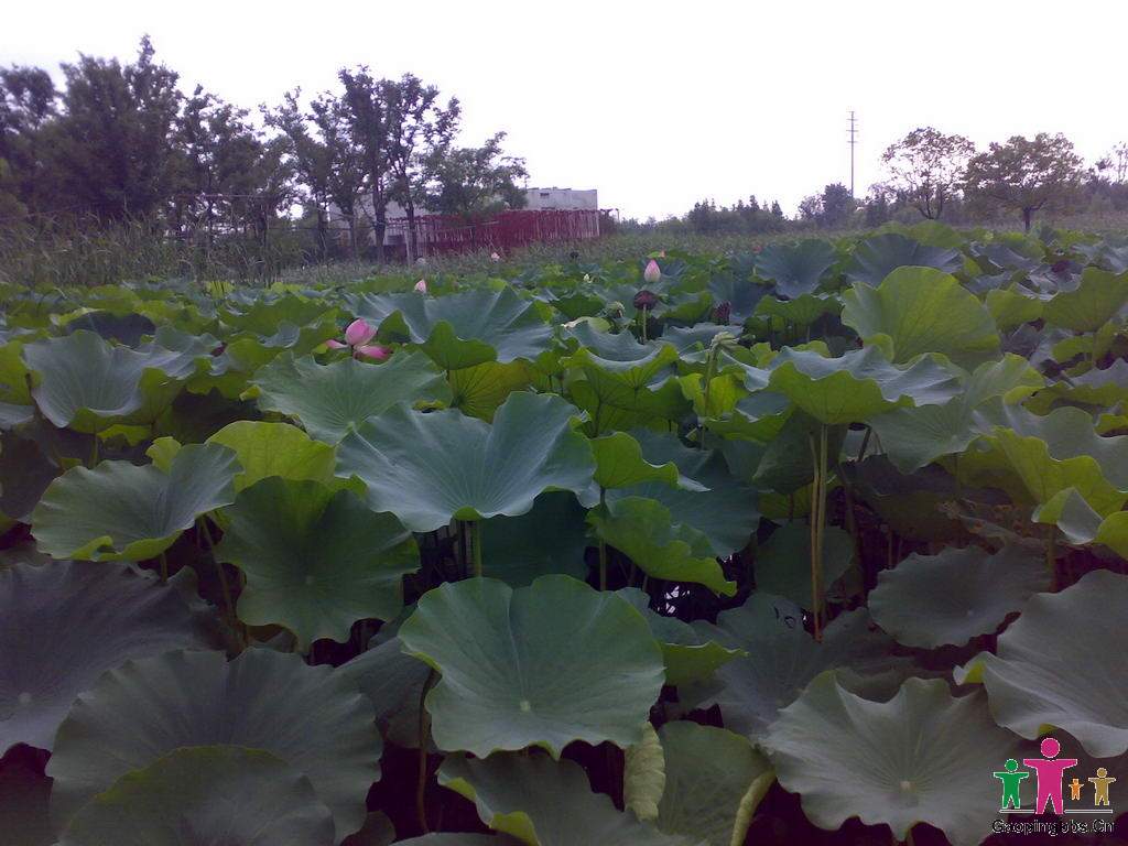 20090802049_缩小大小.jpg