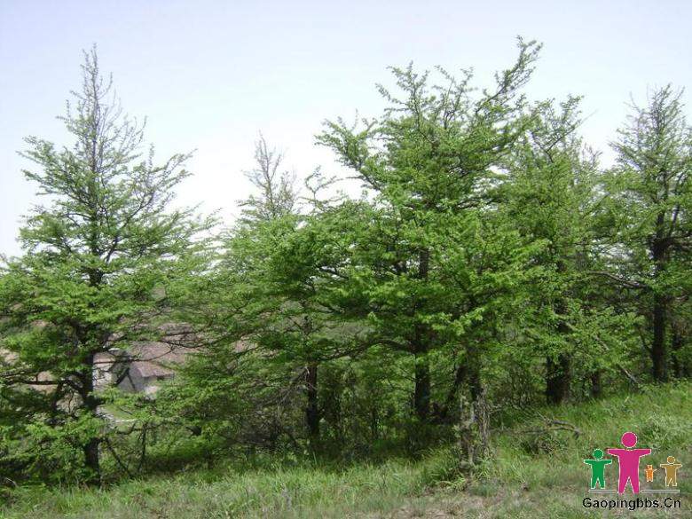20090809220903_340_1361983_1.jpg