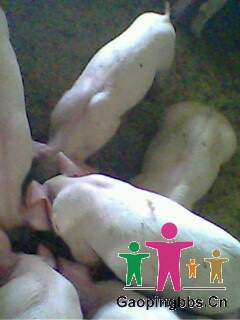 IMG0055A.jpg