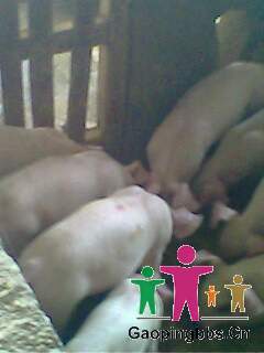 IMG0056A.jpg
