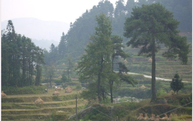 光华碾米房百年松树1.jpg