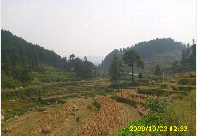 光华碾米房百年松树.jpg