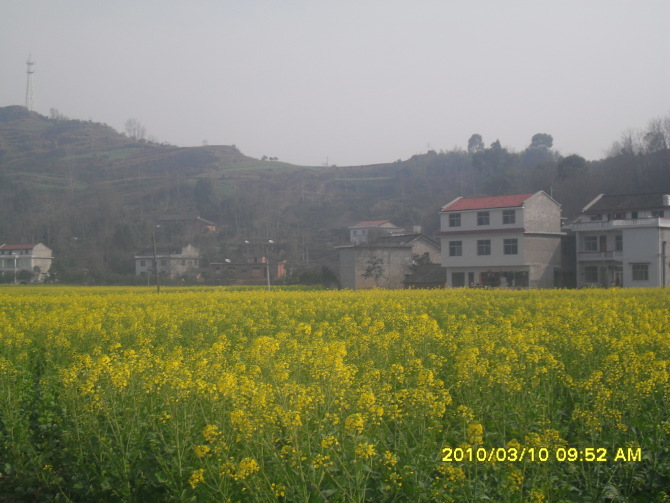 CAMMSP6I.jpg