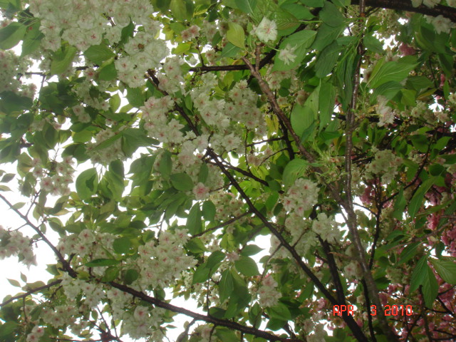 DSC07763.JPG
