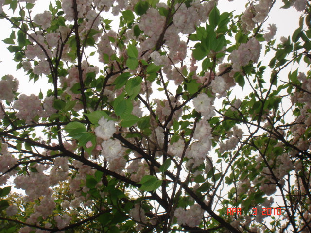 DSC07762.JPG