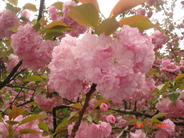 DSC07754.JPG