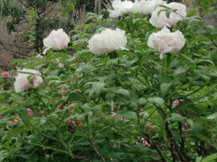 未命名.jpg