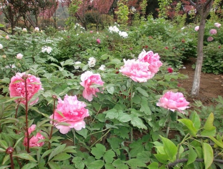 未命名.jpg