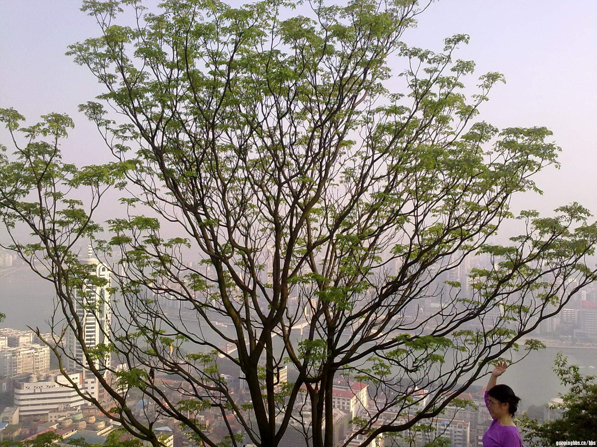 20110419411.jpg