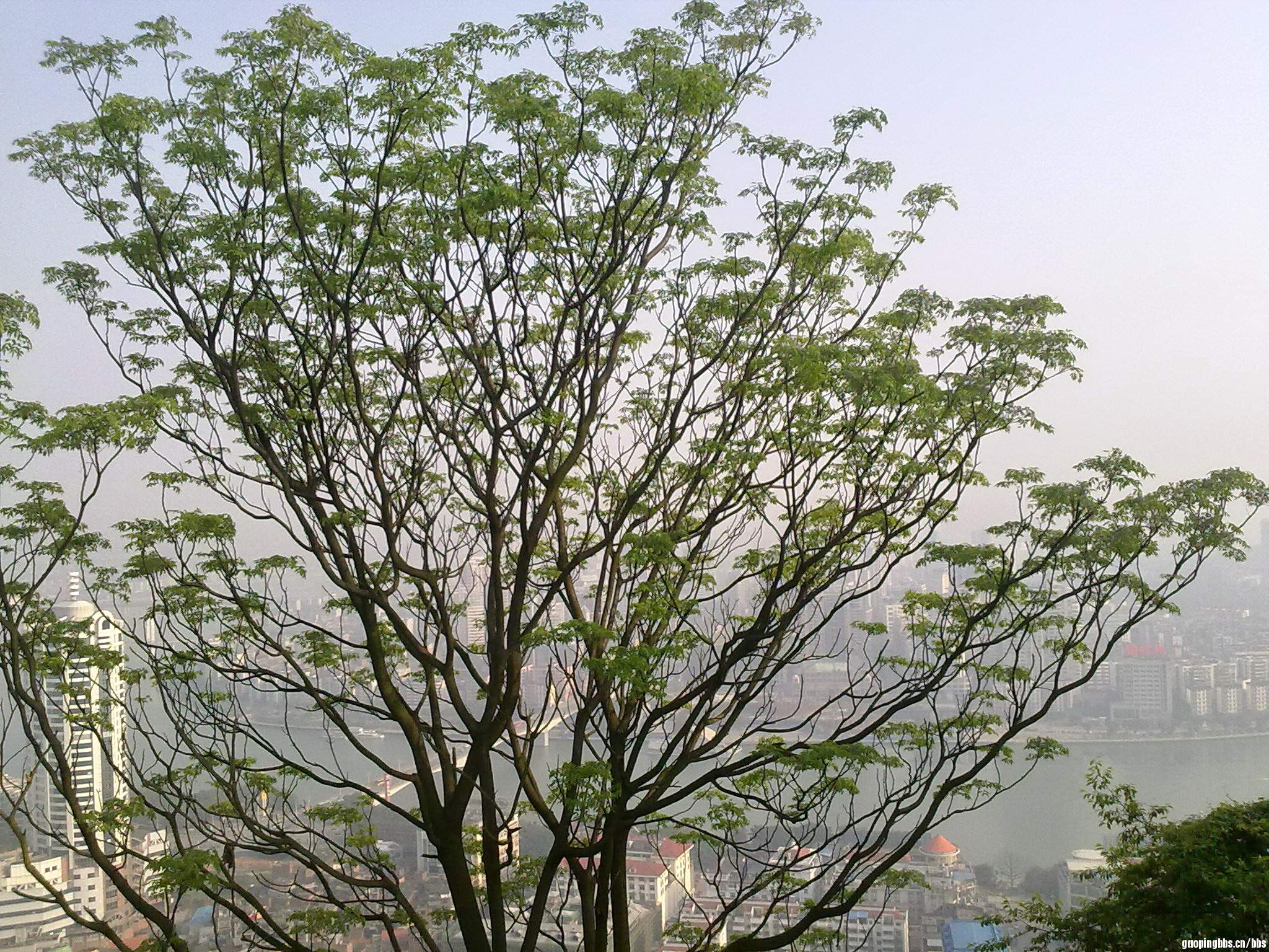 20110419412.jpg